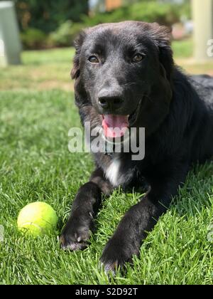 Welpen spielen mit Tennis ball holen Stockfoto