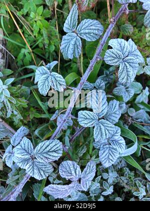 Frosty Dornbusch Blätter, am frühen Morgen, Ende Oktober. Stockfoto