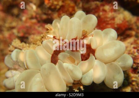 Orangutang Krabbe auf bubble Coral. Raja Ampat Infonesia Stockfoto