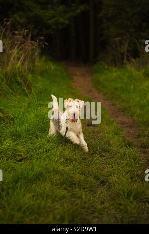 Verspielte suchen Wire haired Fox Terrier suchen aufgeregt und wollen zu spielen, Vor woodland Szene mit neben einem Weg stehen. Stockfoto