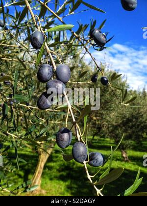 Schwarze Oliven auf den Baum Stockfoto