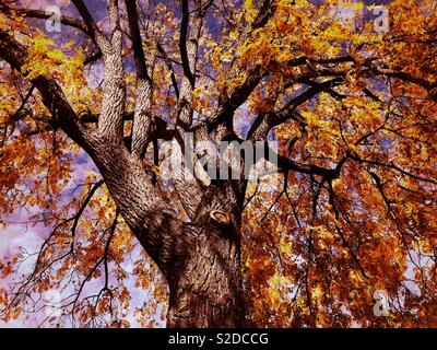 Alten Walnussbaum im Herbst Stockfoto