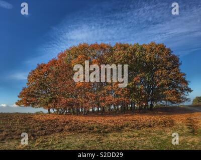 Herbst angekommen. Buche und Kastanien lassen für die Heide mit ihren Blättern. Stockfoto