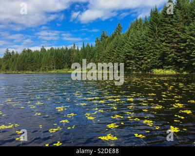 See mit Seerosen in den Fundy National Park New Brunswick Kanada Stockfoto