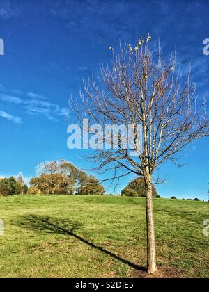 Kleiner Baum mit nur ein paar Blätter links, mit Schatten auf Gras. Stockfoto