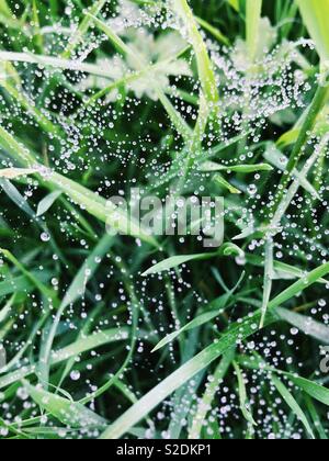 Morgentau auf Spinnweben im Gras. Stockfoto