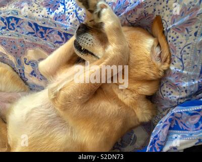 Labrador Retriever spielen peekaboo Stockfoto