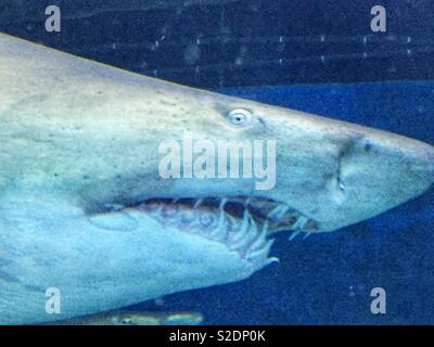 "Jaws" im Blue Planet Aquarium in Ellesmere Port, Cheshire, England, UK. Stockfoto