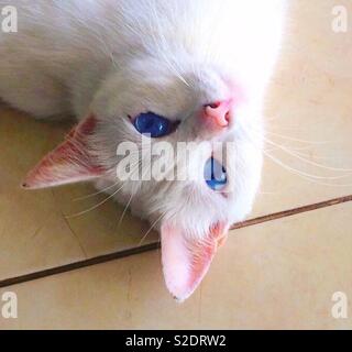 Thailändische Khao Manee Hauskatze mit weissem Fell und blaue Augen Stockfoto