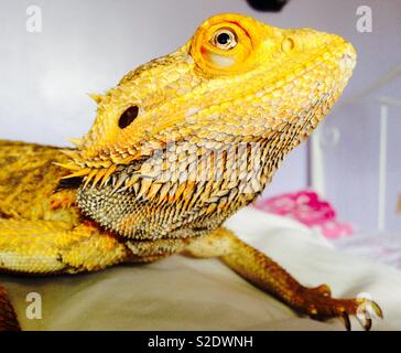 Dragon Nahaufnahme Bärtigen Stockfoto