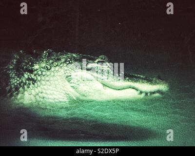 Kreative Seite anzeigen Portrait von Krokodil Kopf Schwimmen unter Wasser suchen an Kamera Stockfoto