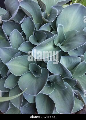 Blue Mouse Ears Hosta suchen schöne Stockfoto