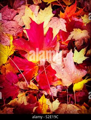 Rot und Gold Maple Leafs auf dem Boden im Herbst. Stockfoto