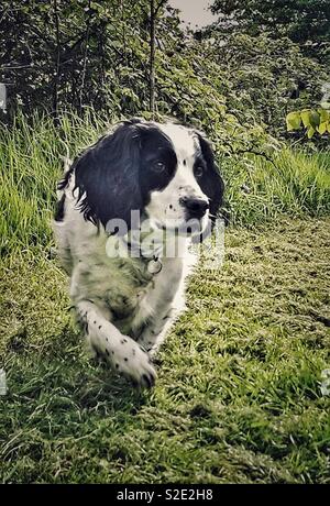 Schwarze und weiße Working cocker spaniel stalking Spiel Stockfoto