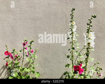 Schöne rosa und weißen Stockrosen in den sehr hellen Sonnenlicht stand vor einer Wand in La Rochelle, Frankreich. Stockfoto