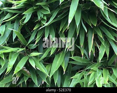 Garten Bambus Nahaufnahme Stockfoto