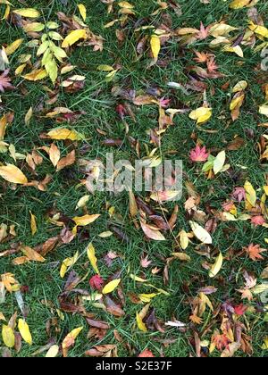 Blätter im Herbst auf Gras Nahaufnahme Stockfoto