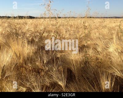 Goldene Gerste am Rande eines Feldes bei Sommersonne. Mobiltelefon-Foto mit einem Telefon oder Tablet Nachverarbeitung. Stockfoto