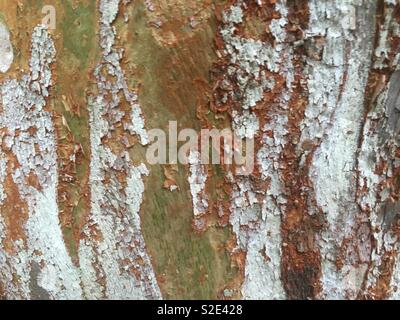 In der Nähe der Rinde von Luma apiculata Die chilenische Myrte Baum. Die Rinde ist grau bis leuchtend orange-braun. Es ist mit weissen Blüten im Sommer Evergreen. Stockfoto