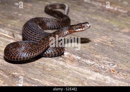 Northern Viper Stockfoto