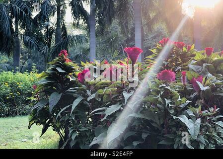 Cockscomb Blumen Pflanzen bei Lodhi Garten, Neu Delhi, Indien Stockfoto