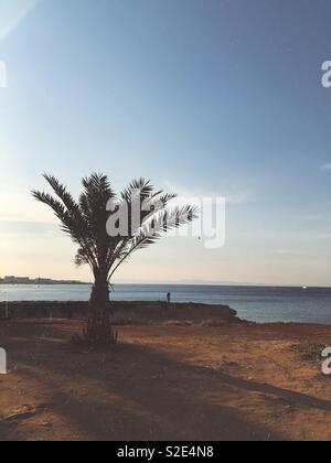 Palme auf der Fig Tree Bay Beach. Zypern. Griechenland. Stockfoto