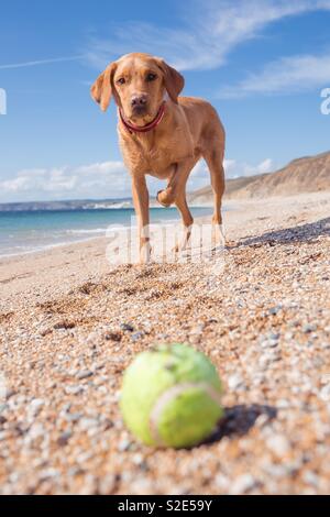 Einen gelben Labrador Retriever Hund stehend auf einem Sandstrand warten auf ihr Tennis Ball in einem Spiel von fetch geworfen zu werden in den Sommerferien Stockfoto