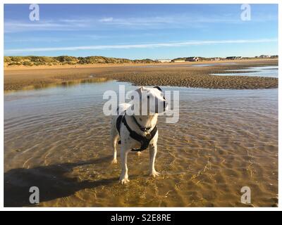 Ein Hund wartet geduldig auf einen Ball am Strand von Camber Sands in Roggen geworfen zu werden, Sussex Stockfoto
