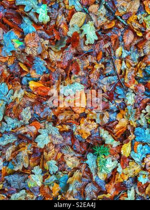 Nasse Herbstblätter im New Forest National Park Stockfoto