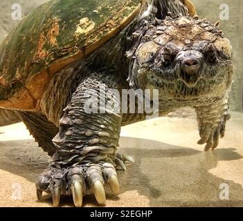 Unterwasser Florida Snapping Turtle mit riesigen Krallen Fuß erreichen in Richtung Viewer Stockfoto