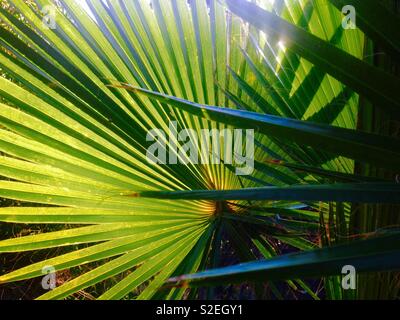 Europäische Zwergpalme, Chamaerops humilis. Blätter Stockfoto