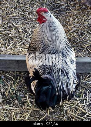 Fancy schwarze und weiße Henne Stockfoto
