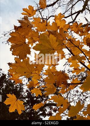 Blätter im Herbst leuchtend in die winterliche Sonne. Landschaft von Surrey Stockfoto