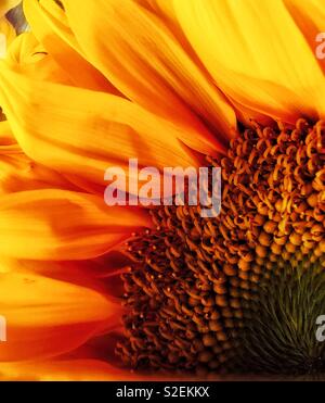 Nahaufnahme von Sonnenblumen Stockfoto