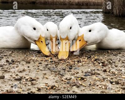 Vier schweren weißen AmericanPekin Enten mit orangefarbenen Schnäbeln zusammen Stockfoto