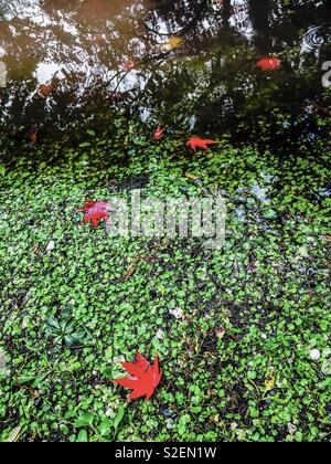 Bunte rote Herbst Japanischer Ahorn Blätter in einer Pfütze mit Überlegungen an einem regnerischen Herbst Tag. Gefallenen Acer palmatum Blätter auf dem Boden. Stockfoto