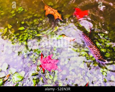 Rot fallen japanischen Ahorn Acer palmatum Blätter goldgelb Eichenlaub Quercus sp. Und maple leaf Samara (Samenkapseln bekannt als Hubschrauber whirligigs) und Pine Cone in einer Pfütze im regnerischen Herbstwetter. Stockfoto