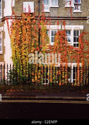 Virginia Creeper im Herbst auf Stein Backstein Gebäude Exterieur mit Eisenstangen, leere Bürgersteig und doppelten gelben Linien Stockfoto