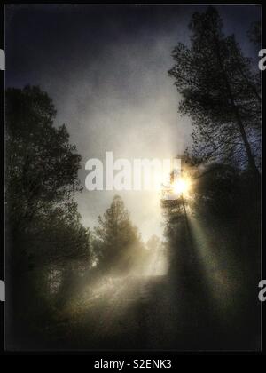 Sonne durch den Nebel unter den Pinien, Katalonien, Spanien. Stockfoto