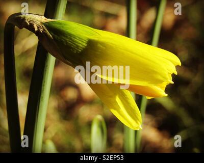 Narzisse, warten bis zur Blüte Stockfoto