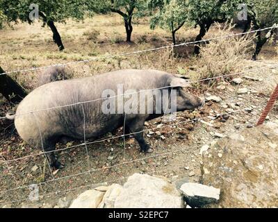 Schwein steht am Zaun auf Bauernhof in Alájar in Andalusien Spanien Stockfoto