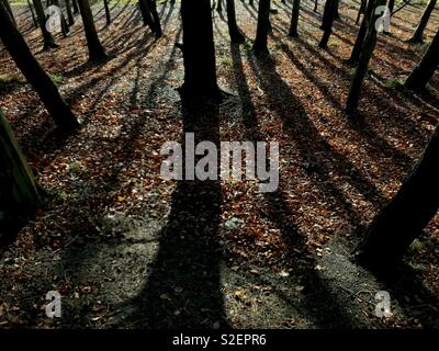 Die steife Schwarze Silhouetten und Schatten an einem winterlichen braunen Waldboden im November. Der Phoenix Park, Dublin, Irland. Stockfoto