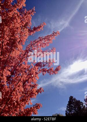 Crimson King Ahorn im Herbst Stockfoto