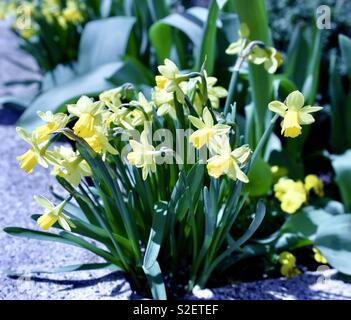 Narzissen an einem sonnigen Tag Stockfoto