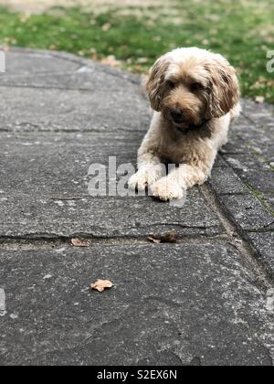 Eine gehorsame cockapoo Hundes liegt in einem Garten und schaut auf ein Herbst Blatt Stockfoto