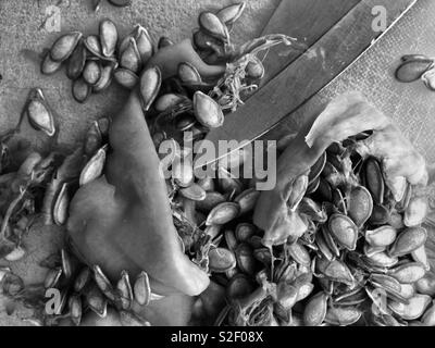 Pulp Küche: Schwarz und Weiß Nahaufnahme von Zellstoff und Samen der butternut Kürbis und Messer auf einem Schneidebrett. Stockfoto