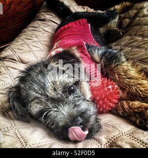 Border Terrier Welpe leckt ihre Lippen. Stockfoto