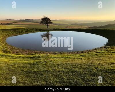 Lone Tree und Teich auf der South Downs Way westlich von Ditchling Beacon, Sussex, in der prachtvollen November Nachmittag Wetter. Stockfoto