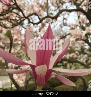 Eine offene Magnolienblüte gegen Hunderte von anderen Blumen auf einem Baum Stockfoto