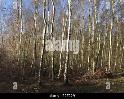 Silver Birch Tree trunks in Sun Stockfoto